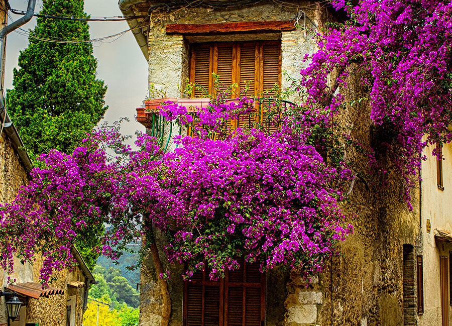 Colors Of Provence 2023